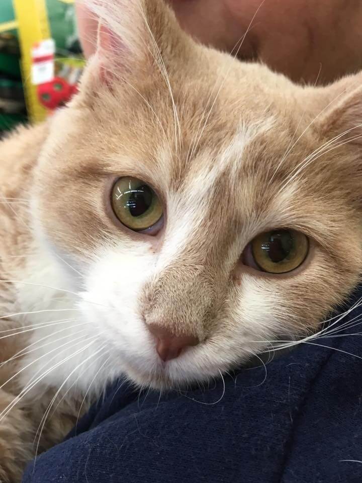 Rescue cat won’t stop licking and hugging his new owner after being adopted
