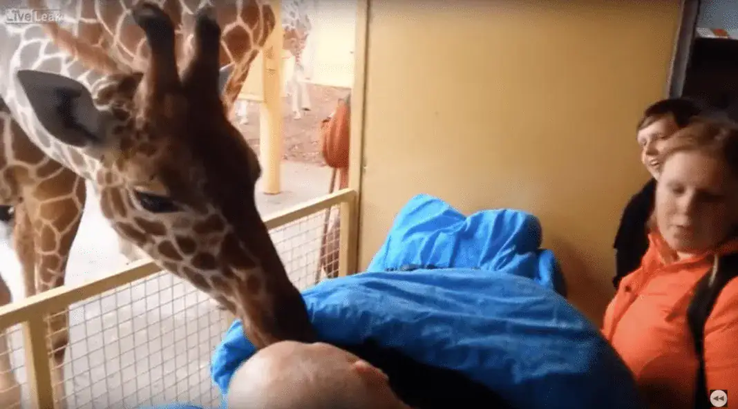 Heartbreaking moment a dying zoo worker received final goodbye kisses from giraffes