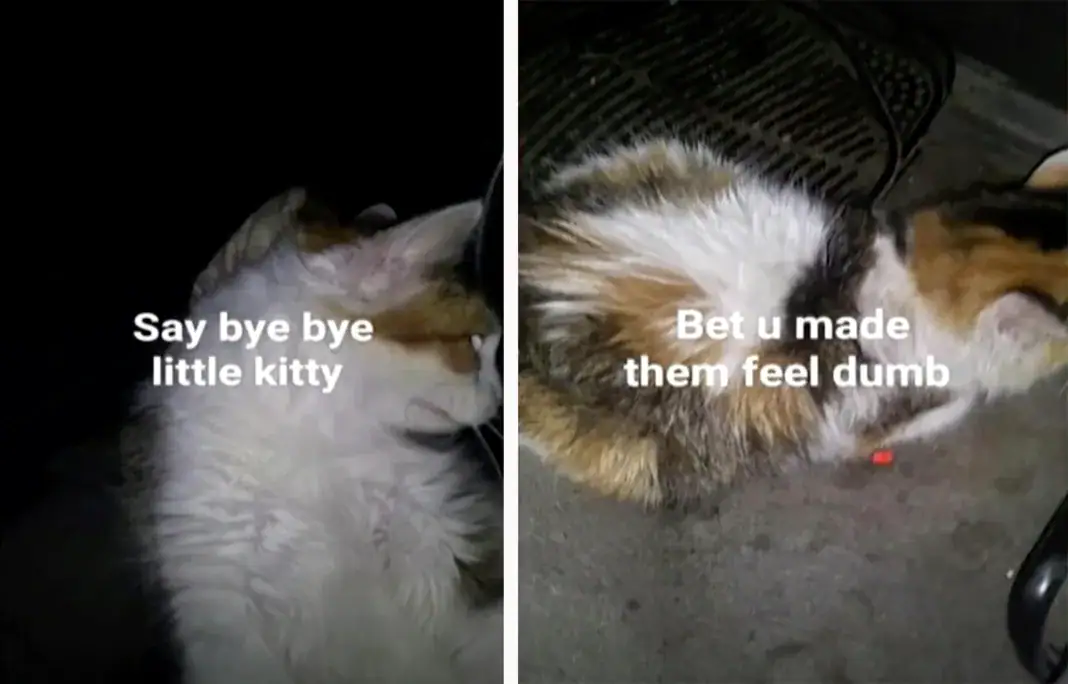 Monster jailed after stealing former roommate’s cat and torturing it on video