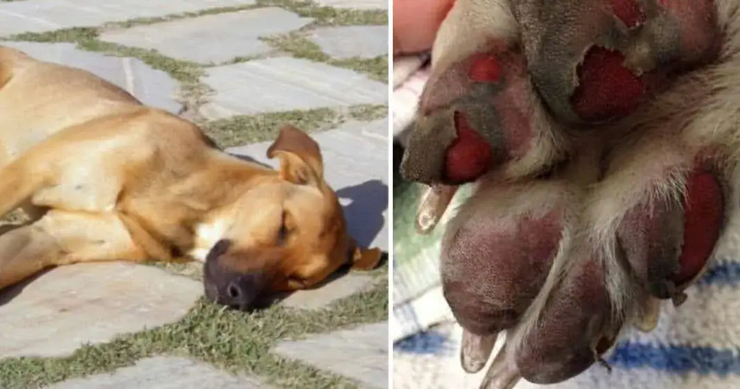 Healthy dog dies after routine walk, now frustrated vets warn others about signs of heatstroke