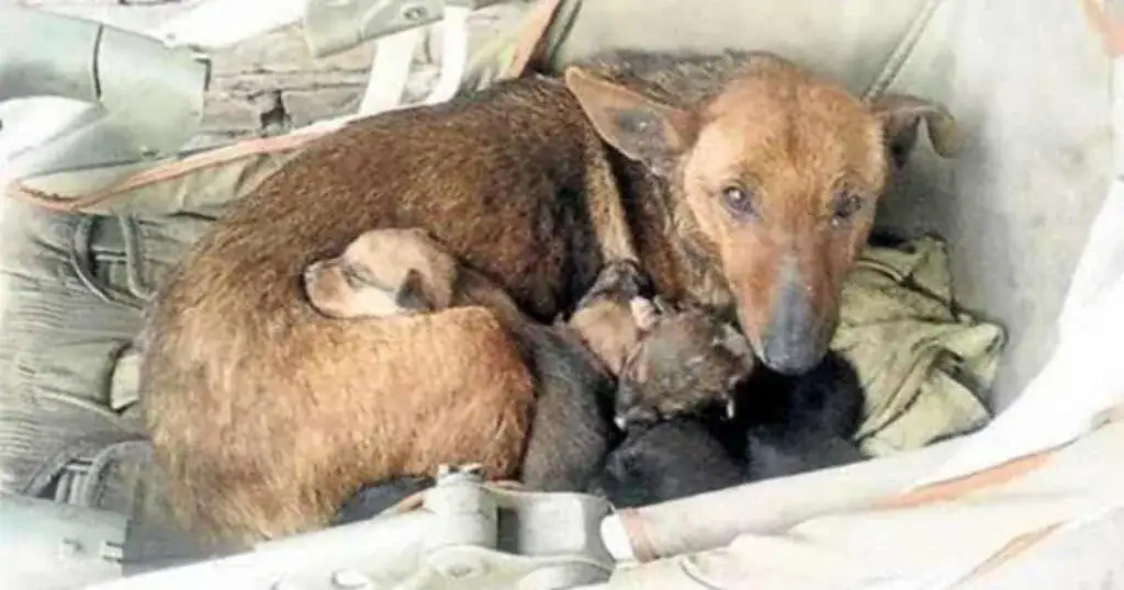 Woman sees a stray dog with 6 puppies – looks closer and spots tiny hand sticking up