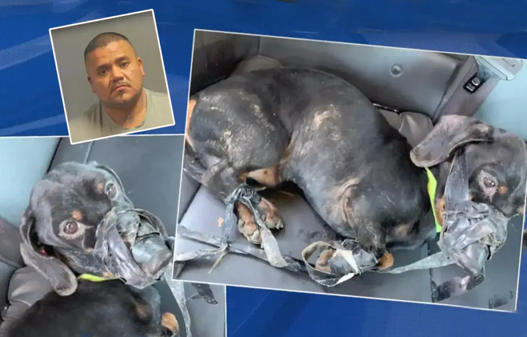 Jimmy the dachshund, Flick, Paul Garcia