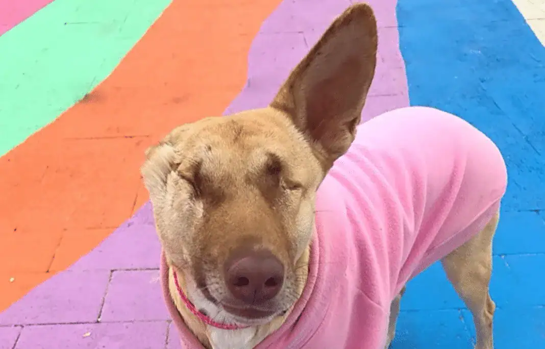 Pregnant dog who had ear cut off and was shot 17 times has now qualified as a therapy dog