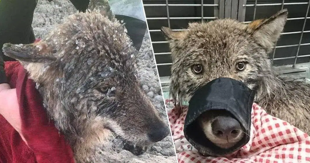 Man thinks he’s rescuing a dog trapped in icy waters – turns out it’s a wolf
