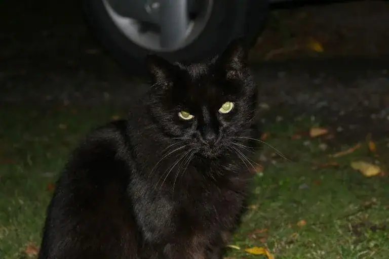 Mom hears kitty making strange noises over baby monitor, checks bedroom and leaps for the phone