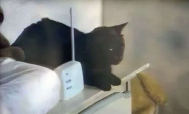 Mom hears kitty making strange noises over baby monitor, checks bedroom and leaps for the phone