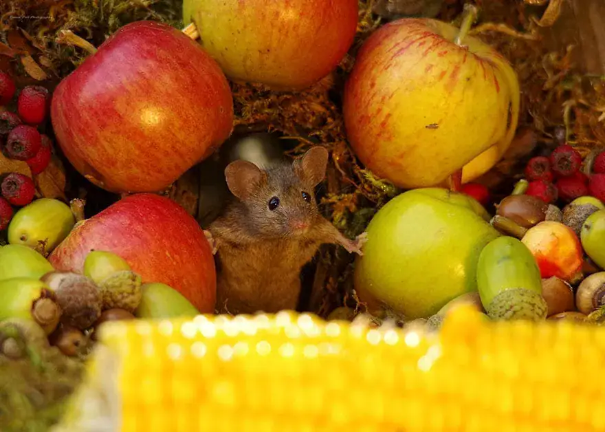 Man Discovers Tiny Family Of Mice In His Garden, So He Builds Them Their Own Village