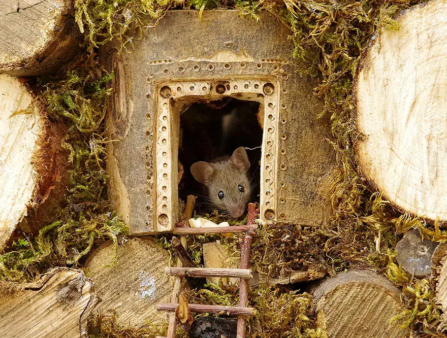 Man Discovers Tiny Family Of Mice In His Garden, So He Builds Them Their Own Village