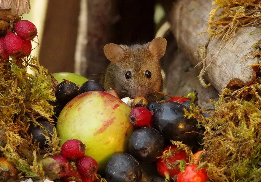 Man Discovers Tiny Family Of Mice In His Garden, So He Builds Them Their Own Village