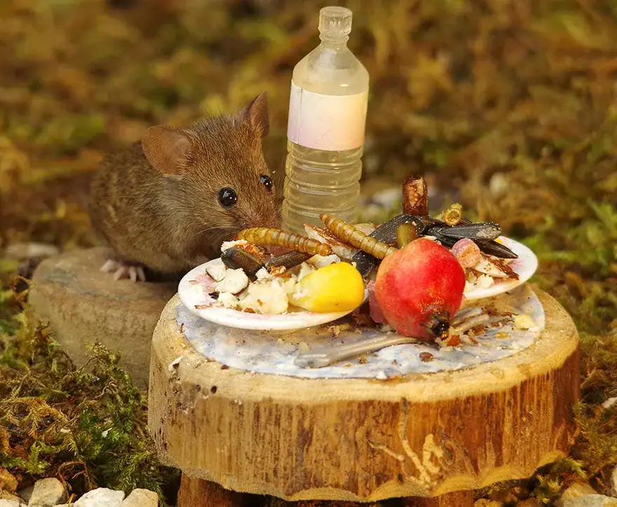Man Discovers Tiny Family Of Mice In His Garden, So He Builds Them Their Own Village