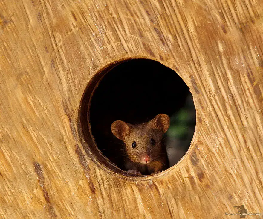 Man Discovers Tiny Family Of Mice In His Garden, So He Builds Them Their Own Village