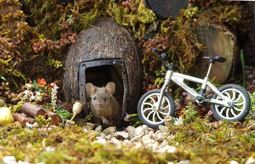 Man Discovers Tiny Family Of Mice In His Garden, So He Builds Them Their Own Village