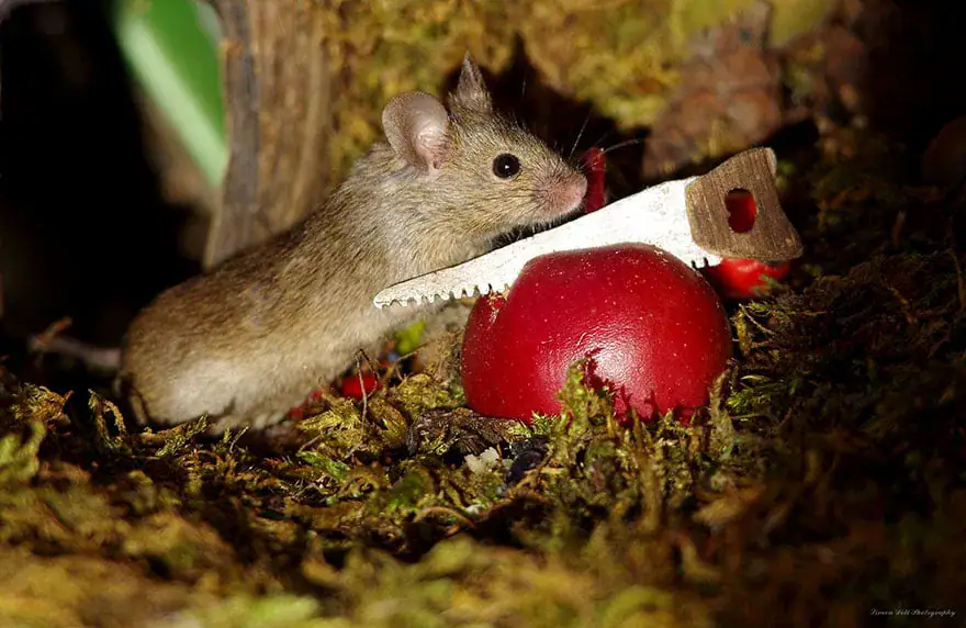 Man Discovers Tiny Family Of Mice In His Garden, So He Builds Them Their Own Village
