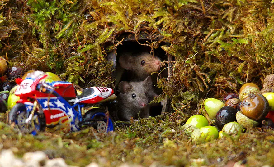 Man Discovers Tiny Family Of Mice In His Garden, So He Builds Them Their Own Village