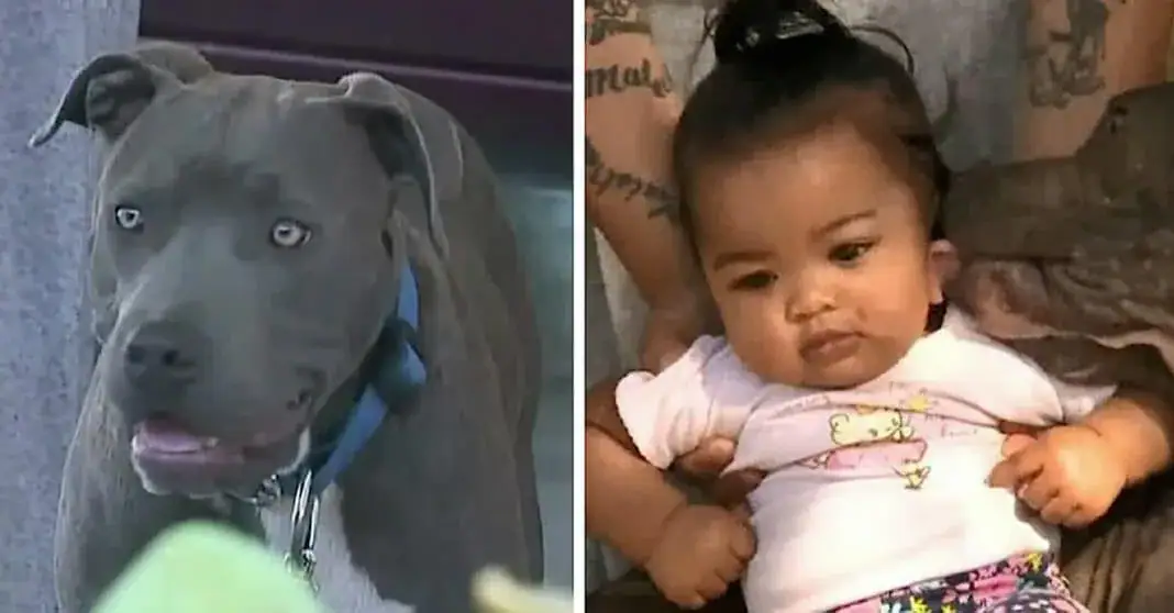 House goes up in flames, then mom finds family pit bull dragging 7-month-old baby by her diaper