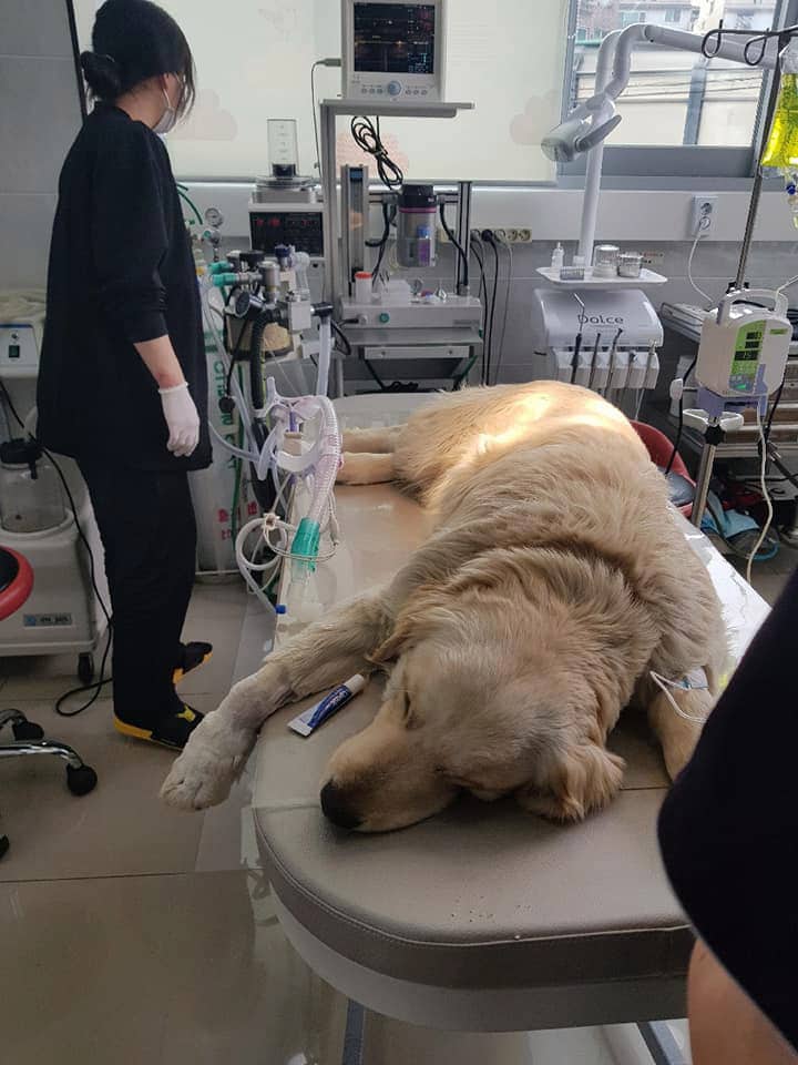 Cruel thugs break helpless dog’s leg and slice mouth open like ‘The Joker’ from Batman