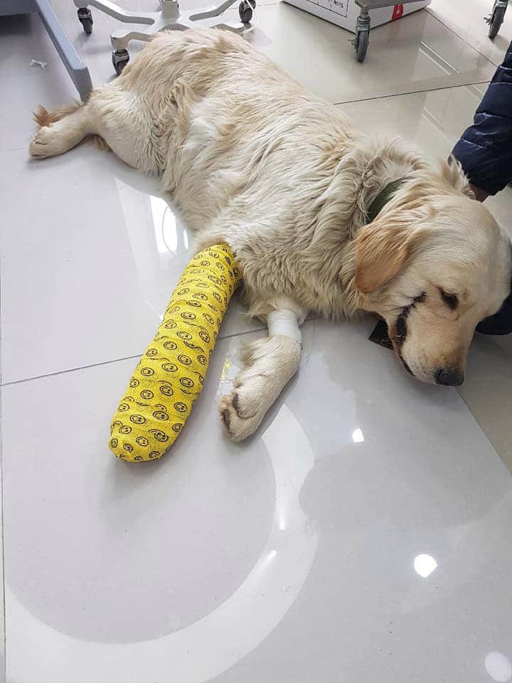 Cruel thugs break helpless dog’s leg and slice mouth open like ‘The Joker’ from Batman