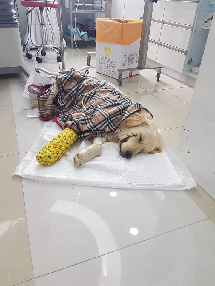 Cruel thugs break helpless dog’s leg and slice mouth open like ‘The Joker’ from Batman