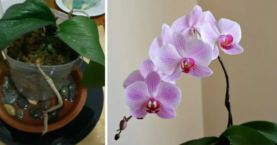 Lifeless orchids? Here’s a secret trick that anyone with this plant needs to know