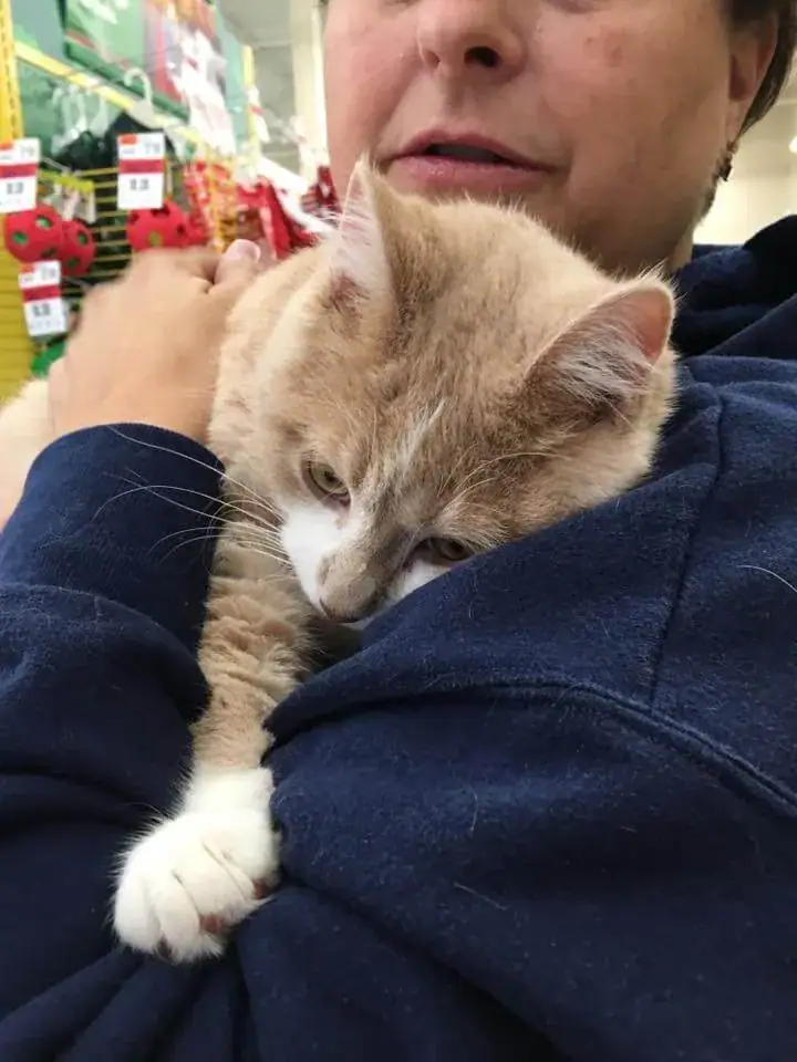 Rescue cat won’t stop licking and hugging his new owner after being adopted
