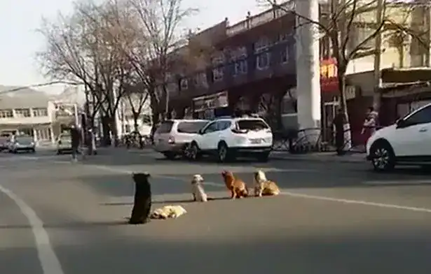 4 dogs block traffic – drivers realize they’re protecting body of friend that was hit by a car