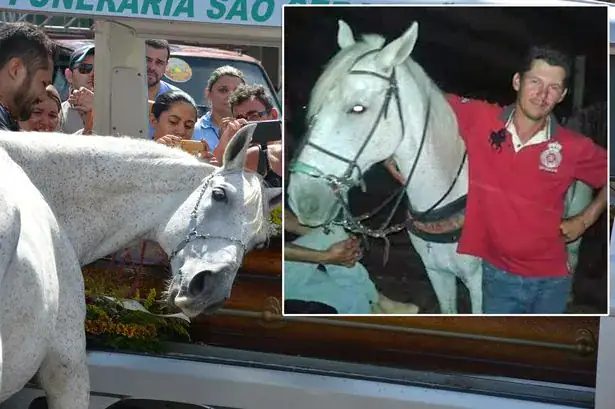 Gut-Wrenching Video Of Horse Crying At His Owner’s Funeral Will Break Your Heart