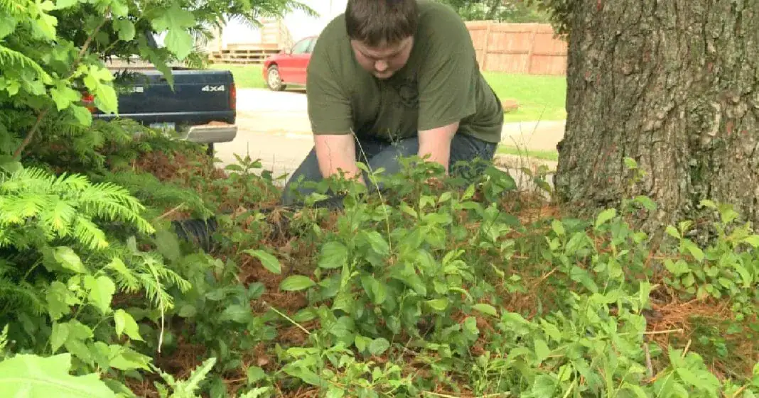 School gives P.E. credit to students who help with yard work for elderly and disabled neighbors