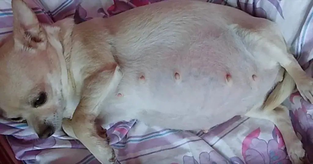 After mama chihuahua with a massive belly goes into labor, baffled vets witness a record