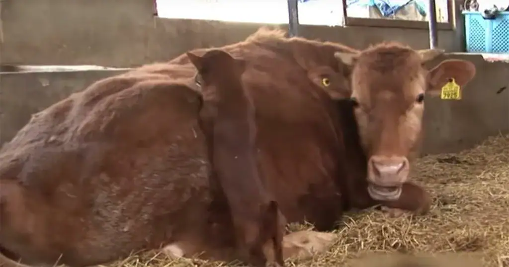 Sad dog gets separated from cow that raised him – camera captures tear-jerking moment they’re reunited