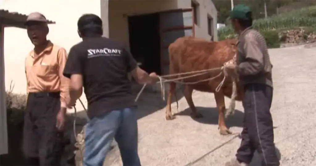 Sad dog gets separated from cow that raised him – camera captures tear-jerking moment they’re reunited