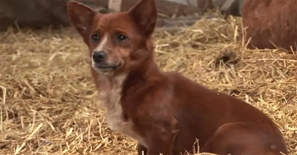 Sad dog gets separated from cow that raised him – camera captures tear-jerking moment they’re reunited
