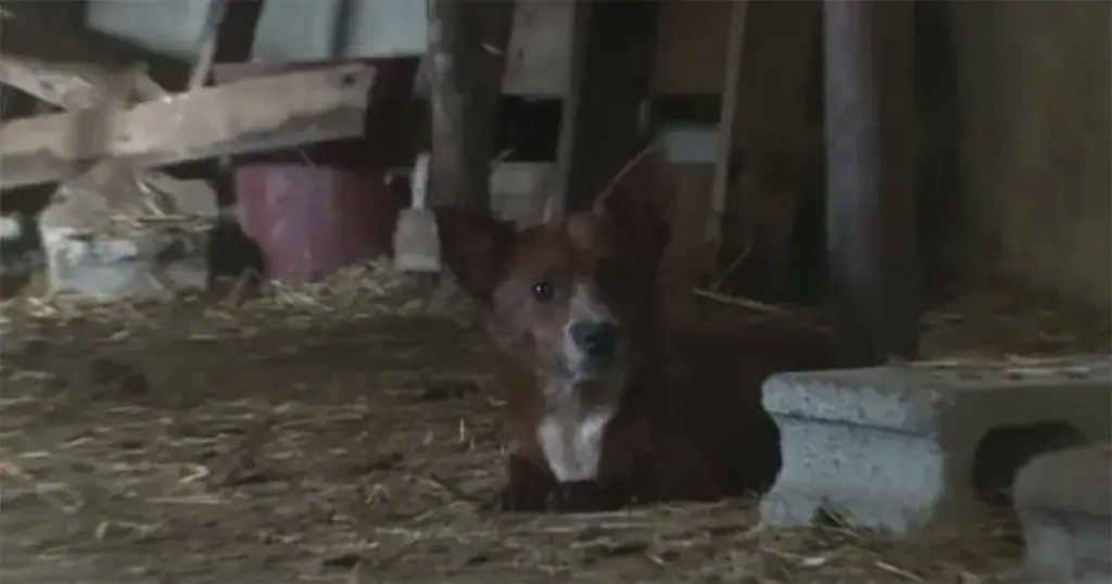Sad dog gets separated from cow that raised him – camera captures tear-jerking moment they’re reunited