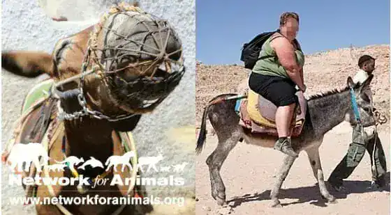 Donkeys are being left bloody, crippled and suffering in agony – all for the pleasure of tourists