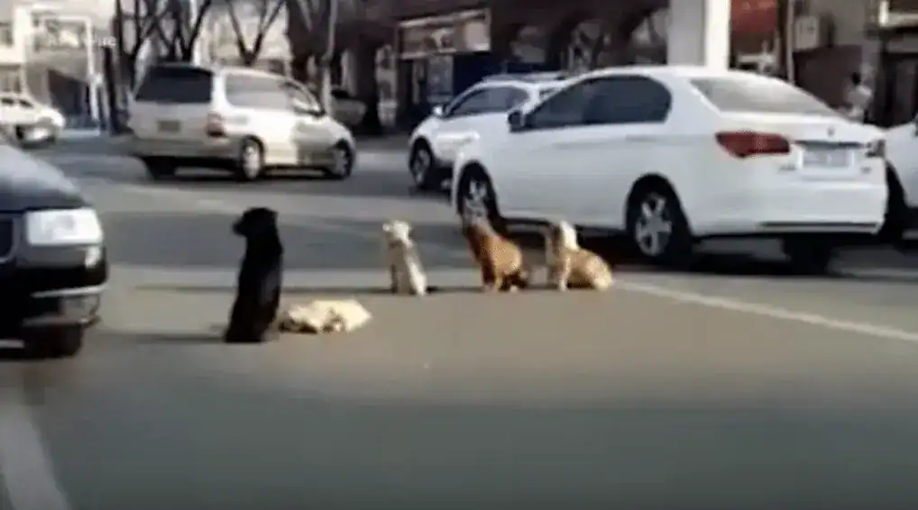4 dogs block traffic – drivers realize they’re protecting body of friend that was hit by a car
