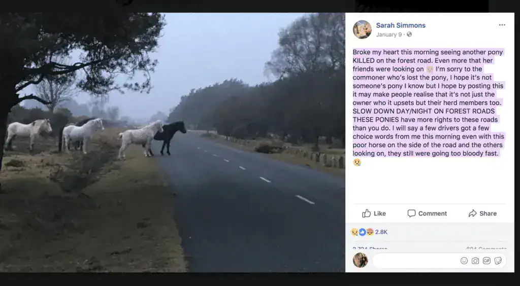 4 dogs block traffic – drivers realize they’re protecting body of friend that was hit by a car