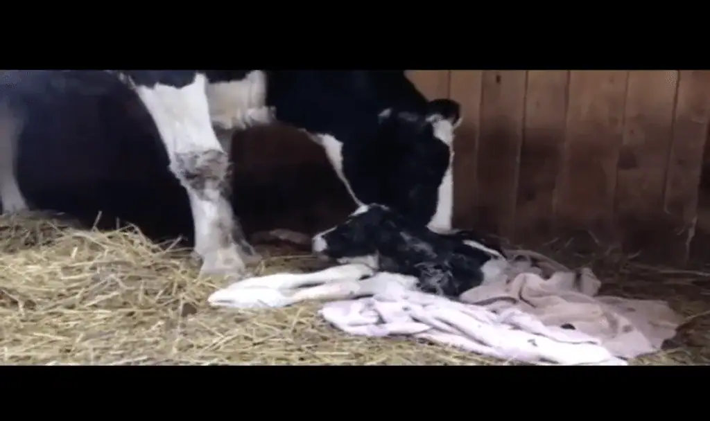 Cow Escapes Truck On Way To Slaughterhouse, Surprises Rescuers By Giving Birth 2 Days Later