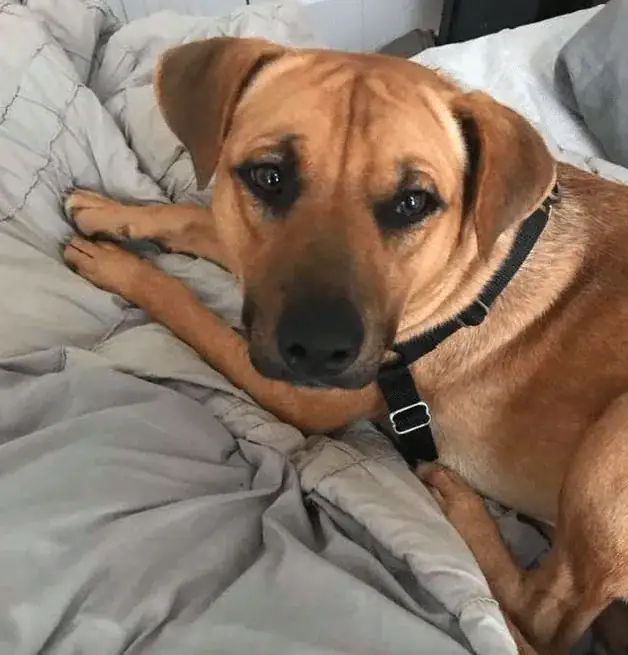 Dog Terrified After Family Abandons Him At Shelter For ‘Eating Trash’