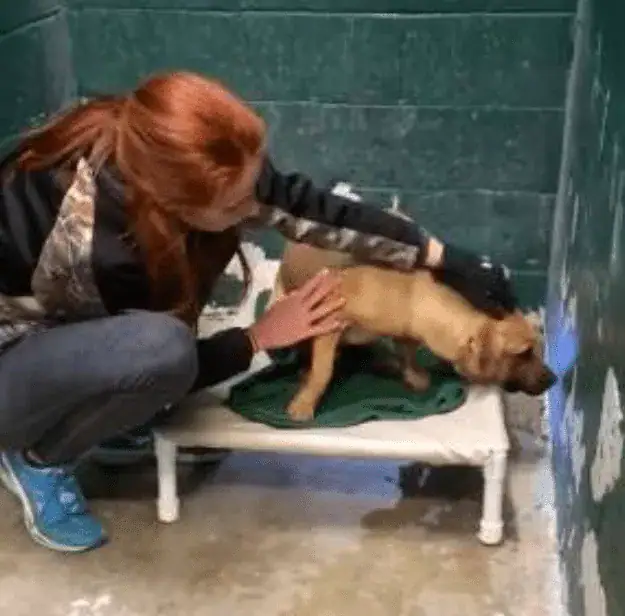 Dog Terrified After Family Abandons Him At Shelter For ‘Eating Trash’