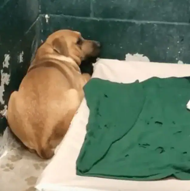 Dog Terrified After Family Abandons Him At Shelter For ‘Eating Trash’