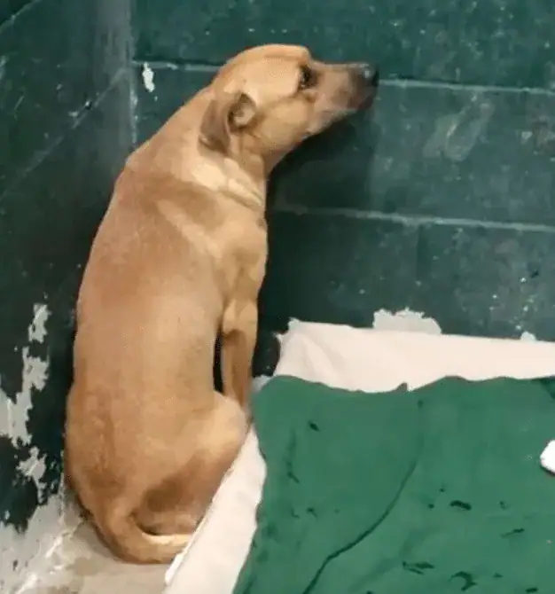 Dog Terrified After Family Abandons Him At Shelter For ‘Eating Trash’