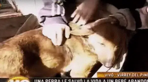 Woman sees a stray dog with 6 puppies – looks closer and spots tiny hand sticking up