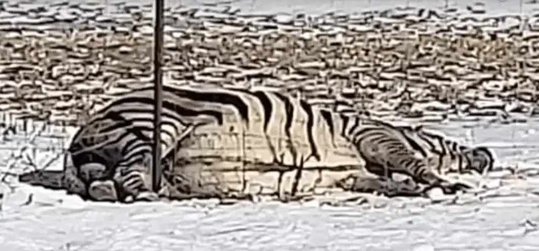 Zebra freezes to death amid extreme cold temperatures after hooves get stuck in fence