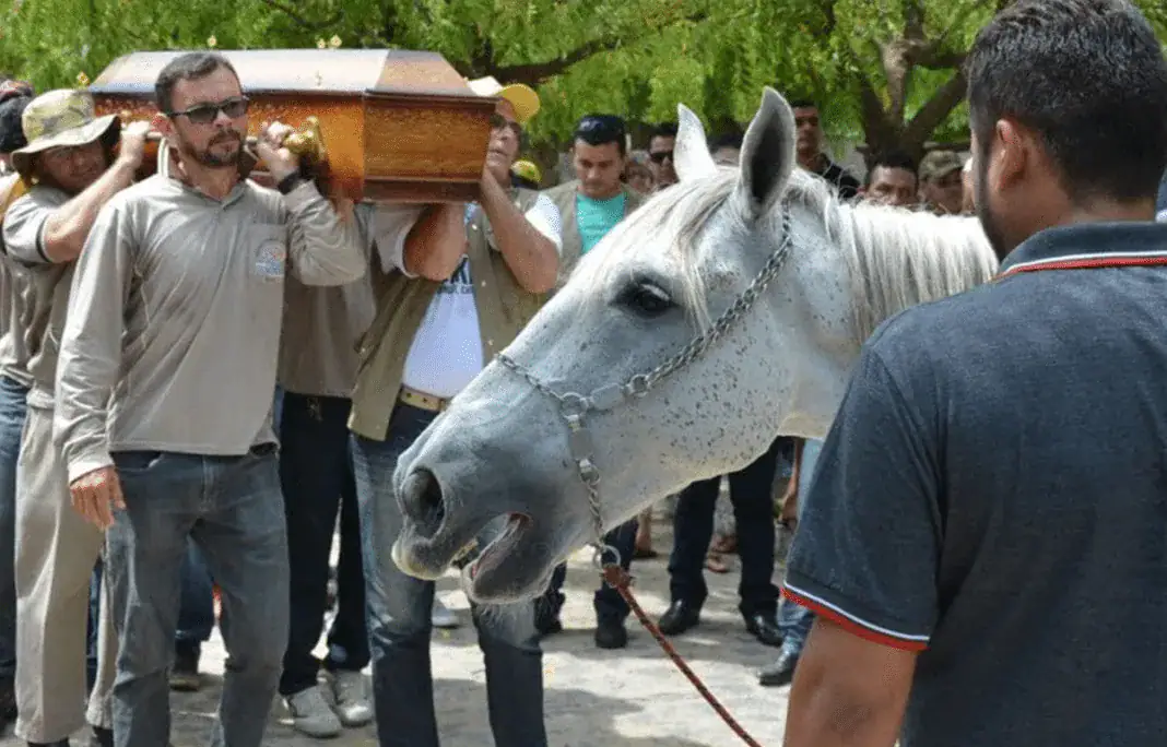 Horse lays head on coffin, gives touching farewell to human best friend before he’s laid to rest