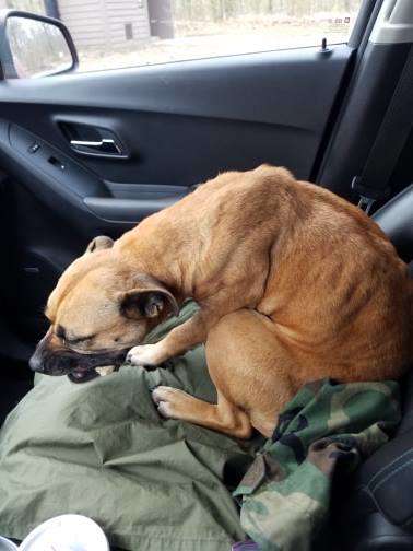 Skinny stray dog sees open car door and decides to jump in – only for her life to be changed forever