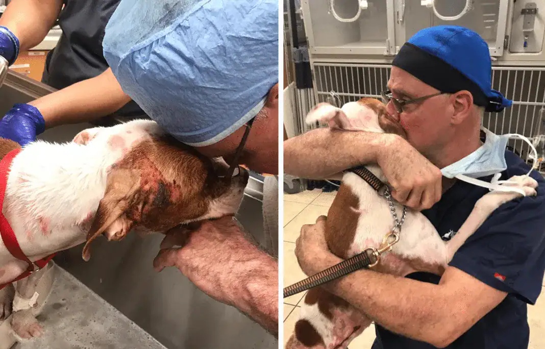 Dr. Federico Latimer cares for Smokey