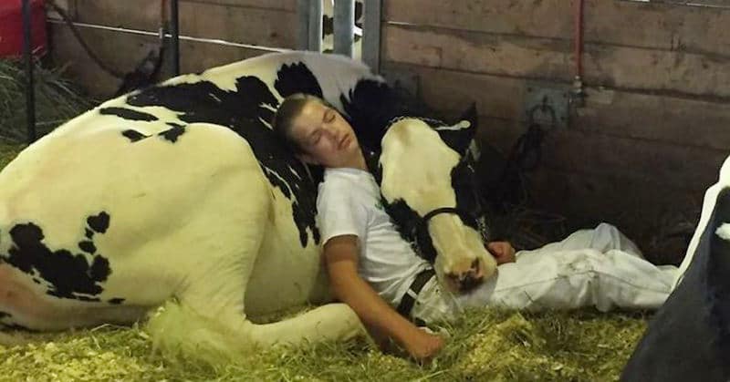 Teen and cow lose at state fair, take a nap together and win the hearts of millions instead