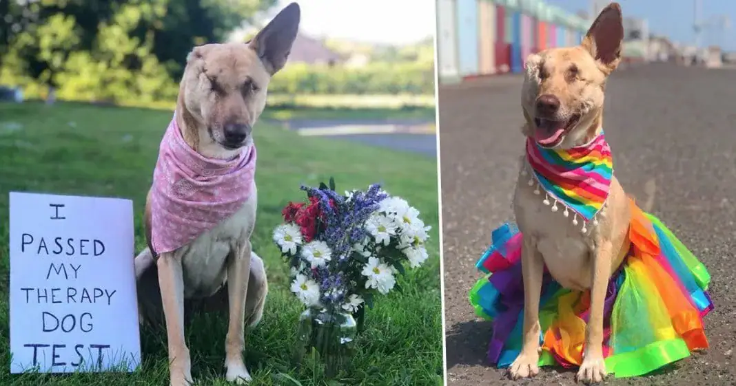 Pregnant dog who was blinded, had ear cut off, and shot 17 times has now qualified as a therapy dog