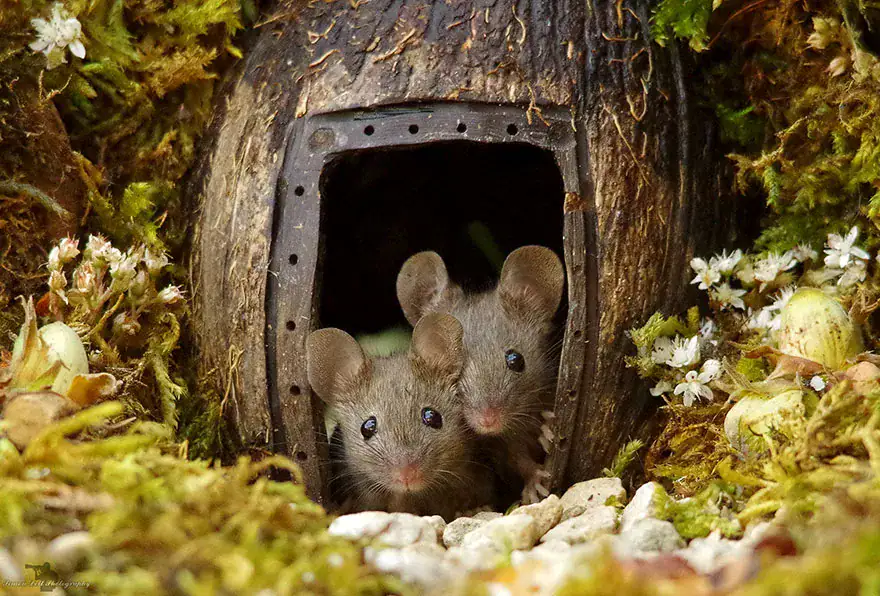 Man Discovers Tiny Family Of Mice In His Garden, So He Builds Them Their Own Village