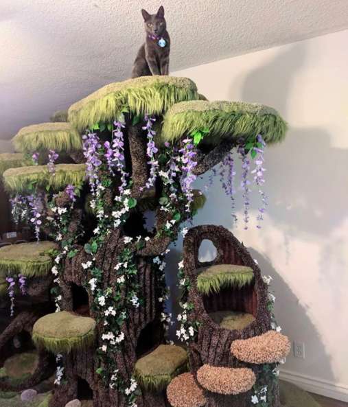 Company built the most magical cat tree for this special needs kitty and I’ve never seen anything like it