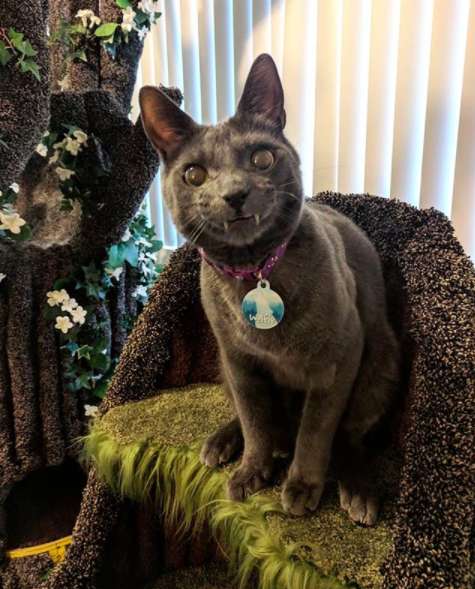 Company built the most magical cat tree for this special needs kitty and I’ve never seen anything like it
